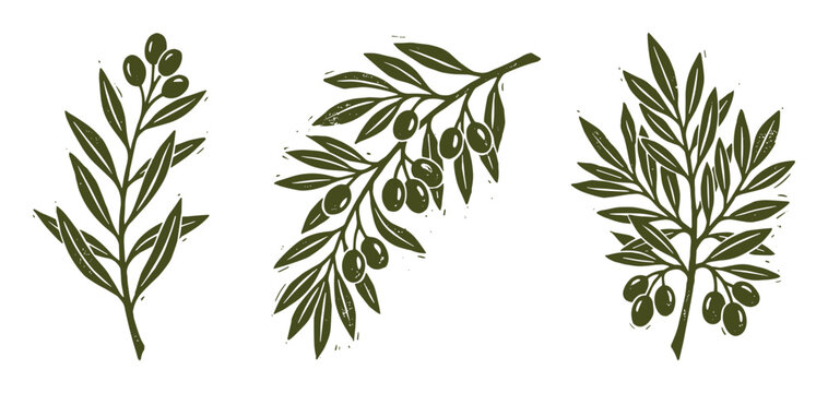 Olive branches vector illustration, Olive tree branches with green olives, olive leaves natural food, nature illustration.