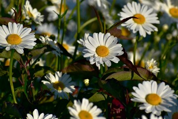 White daisies in a field in sunset light © Olya GY