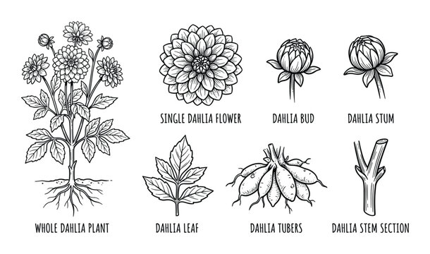 Dahlia plant details including whole plant flower bud stem tubers and leaf