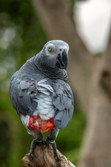 Obraz premium Portrait of Grey parrot, Psittacus erithacus, known as the Congo grey parrot, Congo African grey parrot or African grey parrot
