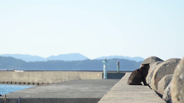 加太港のトラ猫 （和歌山県和歌山市, 2026年1月）