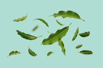 Fototapeta premium collection of fresh green mango leaves floating and falling in the air. High-quality isolated image for nature, organic products, and tropical herbal concepts.