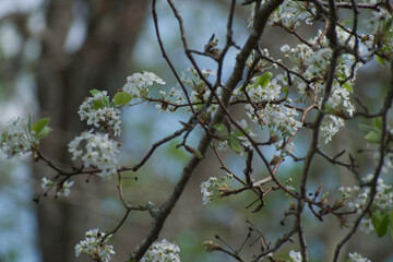 callery pear tree blooming in spring