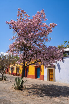 Arbol lapacho en Oaxaca con flores rosas