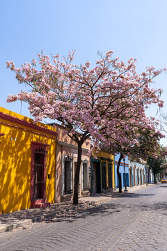 Paisajes de la Ciudad de Oaxaca con flores rosas