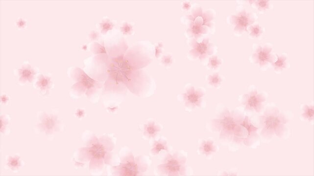 벚꽃이 흐드러지는 분홍빛배경