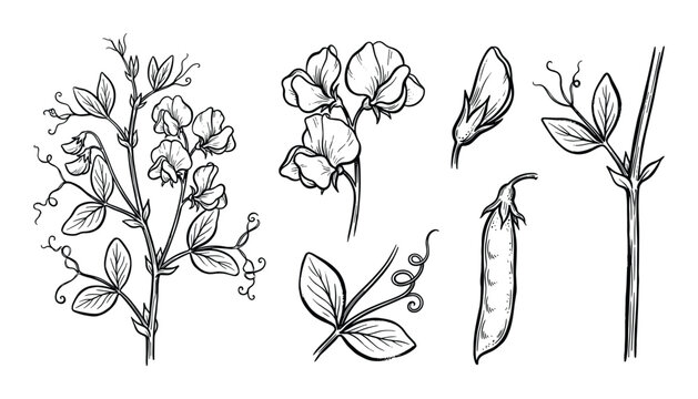 Sweet pea plant, flowers, pods, and leaves, botanical line art drawing
