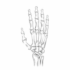 Fototapeta premium Detailed anatomical vector illustration of a human hand skeleton, clean line art isolated for medical study