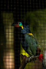 Fototapeta premium Guianan toucanet Selenidera piperivora is a colorful bird found in the Amazon rainforest. Taken in Bali bird park