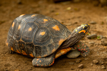 Fototapeta premium red-footed tortoise, Chelonoidis carbonarius, walking through the undergrowth on the dark rain forest floor