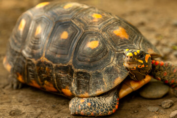 Obraz premium The red-footed tortoise is a species of tortoise from northern South America, generally an average of 30 cm in length