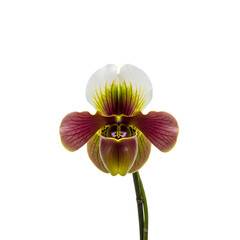 Exotic Paphiopedilum Orchid Bloom Isolated on White Background.