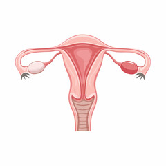 Illustration of human female reproductive system in a medical drawing