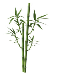 Obraz premium Green Bamboo Stalks with Leaves Isolated on White Background 6.