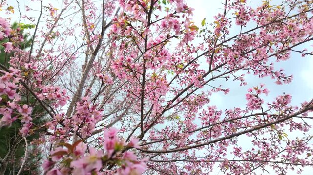 Cherry blossom season on the tea hills in Da Lat, Vietnam.
