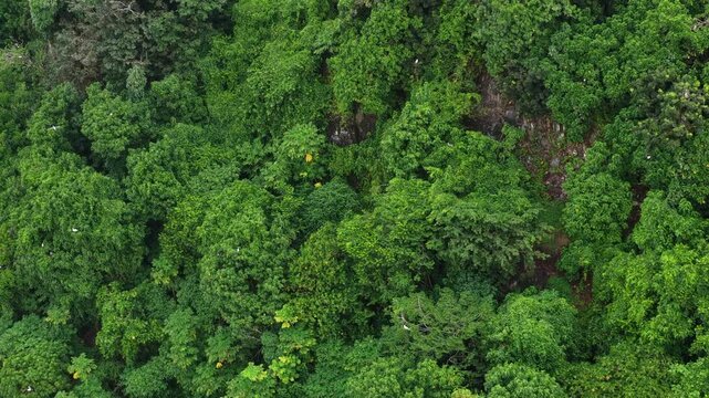 The jungle-covered island of Namena in Fiji is a largely uninhabited sanctuary for seabirds and forest birds. The island's surrounding coral reefs also support an impressive array of marine life.