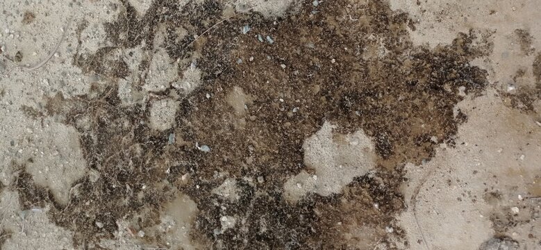 A close up view of a rough concrete surface with dark mossy patches and weathered sandy texture