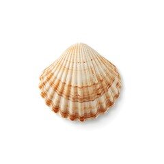 Obraz premium Natural Scallop Seashell Isolated on Clean White Background Detailed Marine Shell Texture Ocean Nature Coastal Design Element