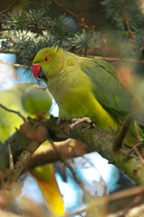 Obraz premium Parrot