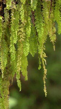 Lush Green Tropical Ferns and Hanging Moss in Palau Rainforest
