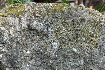 Obraz premium 苔むす石 Moss-covered stone