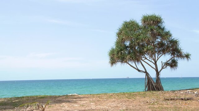 Solitary Pandanus Tree on a Tropical Beach Coastline in Phuket Thailand