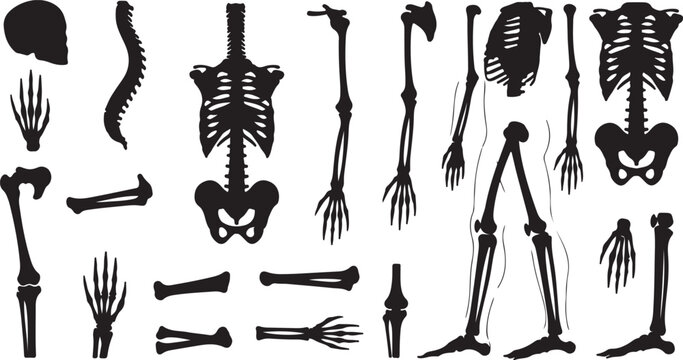 Human skeleton bones set, anatomical silhouette collection on white background

