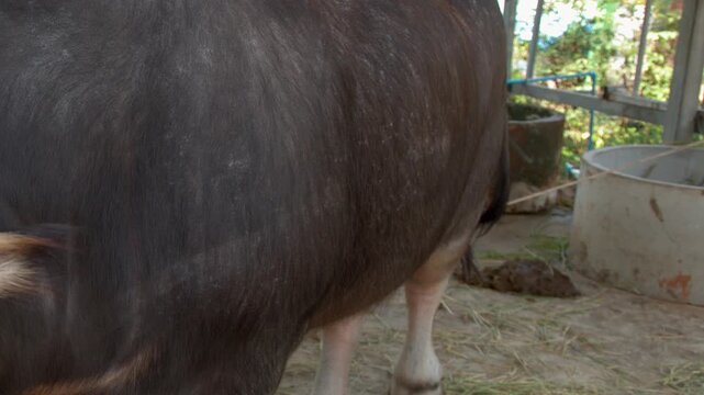 Domestic Water Buffalo Standing in a Rural Farm Pen in Thailand