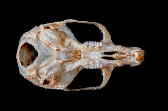 Craneo raton