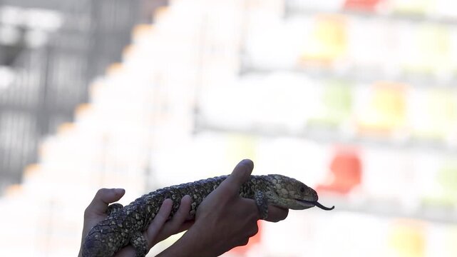 Zookeeper Holding an Australian Shingleback Lizard at a Wildlife Park