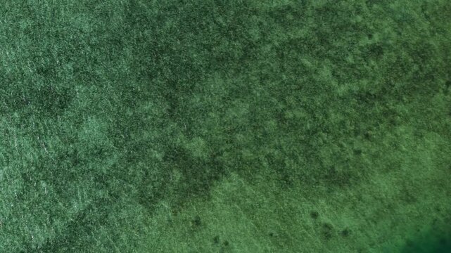 Aerial Top Down View of Coral Reef in Palau Pacific Ocean