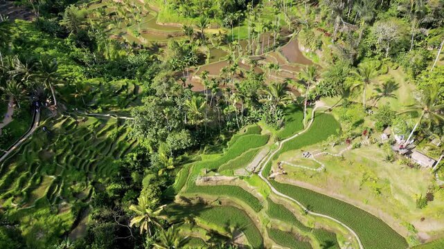 Aerial drone view of the UNESCO listed Jatiluwih Rice Terraces in Tabanan, Bali. Layered green agricultural fields create organic patterns across the landscape. Traditional subak irrigation system and