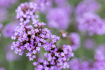 Obraz premium Close-up of purple verbena flowers in a garden