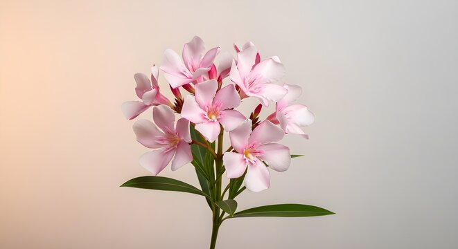 High-end studio botanical photograph of a single adelfa Nerium oleander branch with multiple blossoms