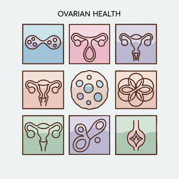 Ovaries Health Diagram Focus On Reproductive Anatomy.