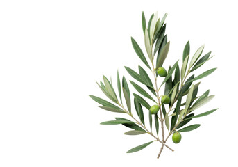 Obraz premium Photorealistic, high-key still life of delicate olive branches and small green olives, showing textured silvery blue-green leaves on a white background with copy space, sophisticated minimalist