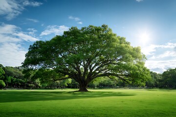 Fototapeta premium Majestic ancient oak tree in a green park with sunlight shining through branches