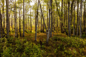 Fototapeta premium Sunlit Pine Forest with Lush Green Understory