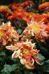 Fototapeta premium Chrysanthemum ‘River City’ is large, dense, double blooms with masses of irregular incurve petals of peach and mango with tight yellow centres that turn to a soft pink over time