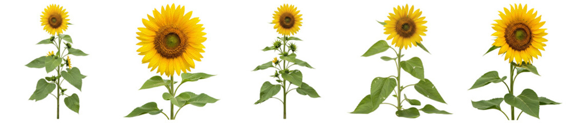 Obraz premium A photographic collection of vibrant sunflowers with green leaves and buds, captured from various perspectives.