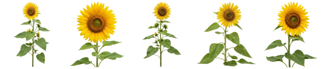 Fototapete Sonnenblume A photographic collection of vibrant sunflowers with green leaves and buds, captured from various perspectives.  © Akbar