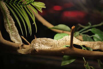 Naklejka premium Snake skin on a branch in a dark environment