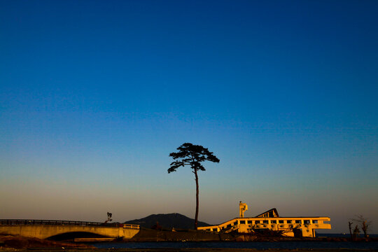 The original Miracle Lone Pine Tree in Rikuzentakata on April 5, 2011, shortly after the Great East Japan Earthquake.