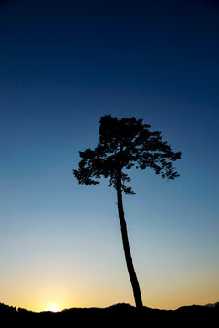 The original Miracle Lone Pine Tree in Rikuzentakata on April 5, 2011, shortly after the Great East Japan Earthquake.