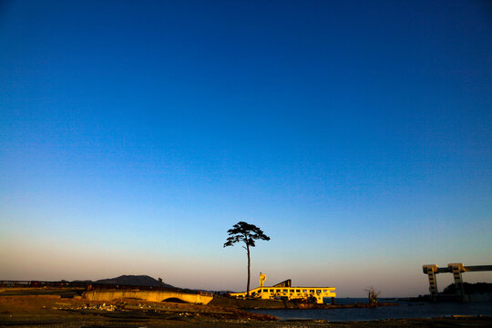 The original Miracle Lone Pine Tree in Rikuzentakata on April 5, 2011, shortly after the Great East Japan Earthquake.