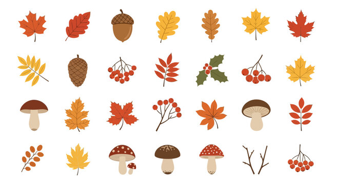 Autumnal foliage collection vector illustrations of leaves acorns and mushrooms