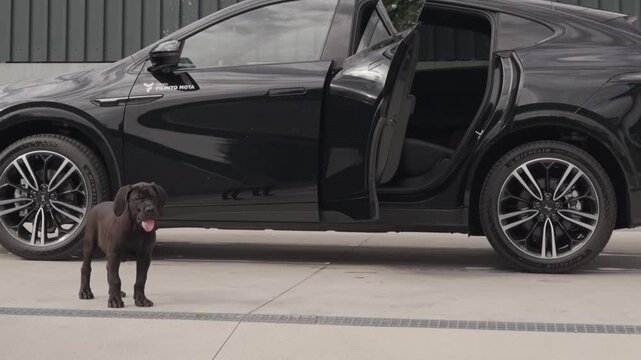 Black dog standing next to parked car with open door on paved surface