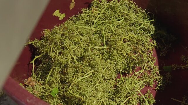 Pile of fresh green grape stems and branches inside red container after harvest