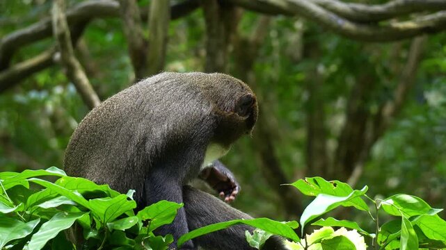 A De Brazza's monkey (Cercopithecus neglectus) holds a piece of food and feeding on it, close up shot.