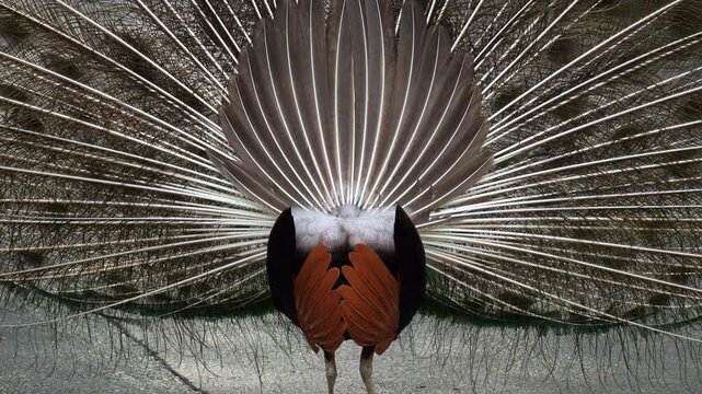 The back side of a majestic male Indian peafowl (Pavo cristatus) raises its tail into a fan to attract mates during mating season, close up shot